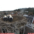 10_25-nest.jpg