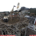 10_40-nest.jpg