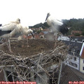 10_45-nest.jpg