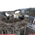 10_50-nest.jpg