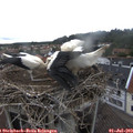 10_55-nest.jpg