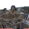 11_00-nest.jpg