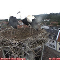 11_05-nest.jpg