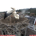 11_10-nest.jpg