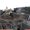 11_15-nest.jpg