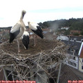 11_20-nest.jpg