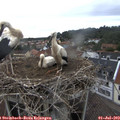 11_25-nest.jpg