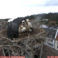 11_30-nest.jpg