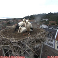 11_35-nest.jpg