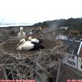 11_40-nest.jpg