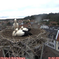 11_45-nest.jpg