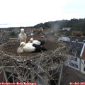 11_50-nest.jpg