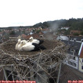 11_55-nest.jpg