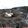 12_00-nest.jpg