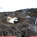 12_10-nest.jpg