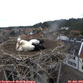 12_15-nest.jpg