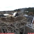 12_20-nest.jpg