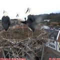 12_25-nest.jpg