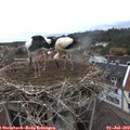 12_30-nest.jpg