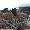 12_35-nest.jpg