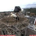 12_40-nest.jpg