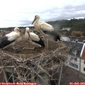 12_45-nest.jpg