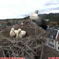 12_50-nest.jpg