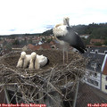 12_55-nest.jpg