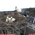 13_00-nest.jpg