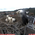13_05-nest.jpg
