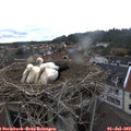 13_10-nest.jpg
