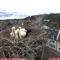 13_15-nest.jpg