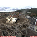 13_20-nest.jpg