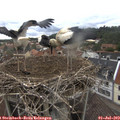 13_25-nest.jpg