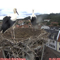 13_30-nest.jpg