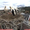 13_40-nest.jpg