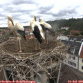 13_45-nest.jpg