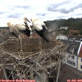 13_50-nest.jpg