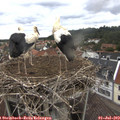 13_55-nest.jpg