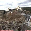 14_00-nest.jpg