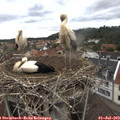 14_05-nest.jpg