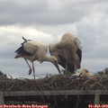 14_10-mast.jpg