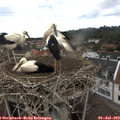 14_10-nest.jpg