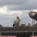 14_15-mast.jpg