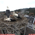 14_15-nest.jpg