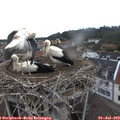 14_20-nest.jpg