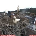 14_30-nest.jpg
