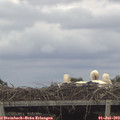 14_35-mast.jpg