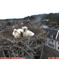 14_35-nest.jpg
