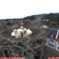 14_40-nest.jpg